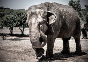 An elephant bobbing its head