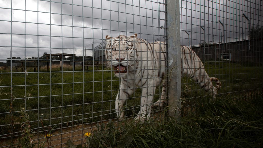 A white tiger paces behind a wire fence