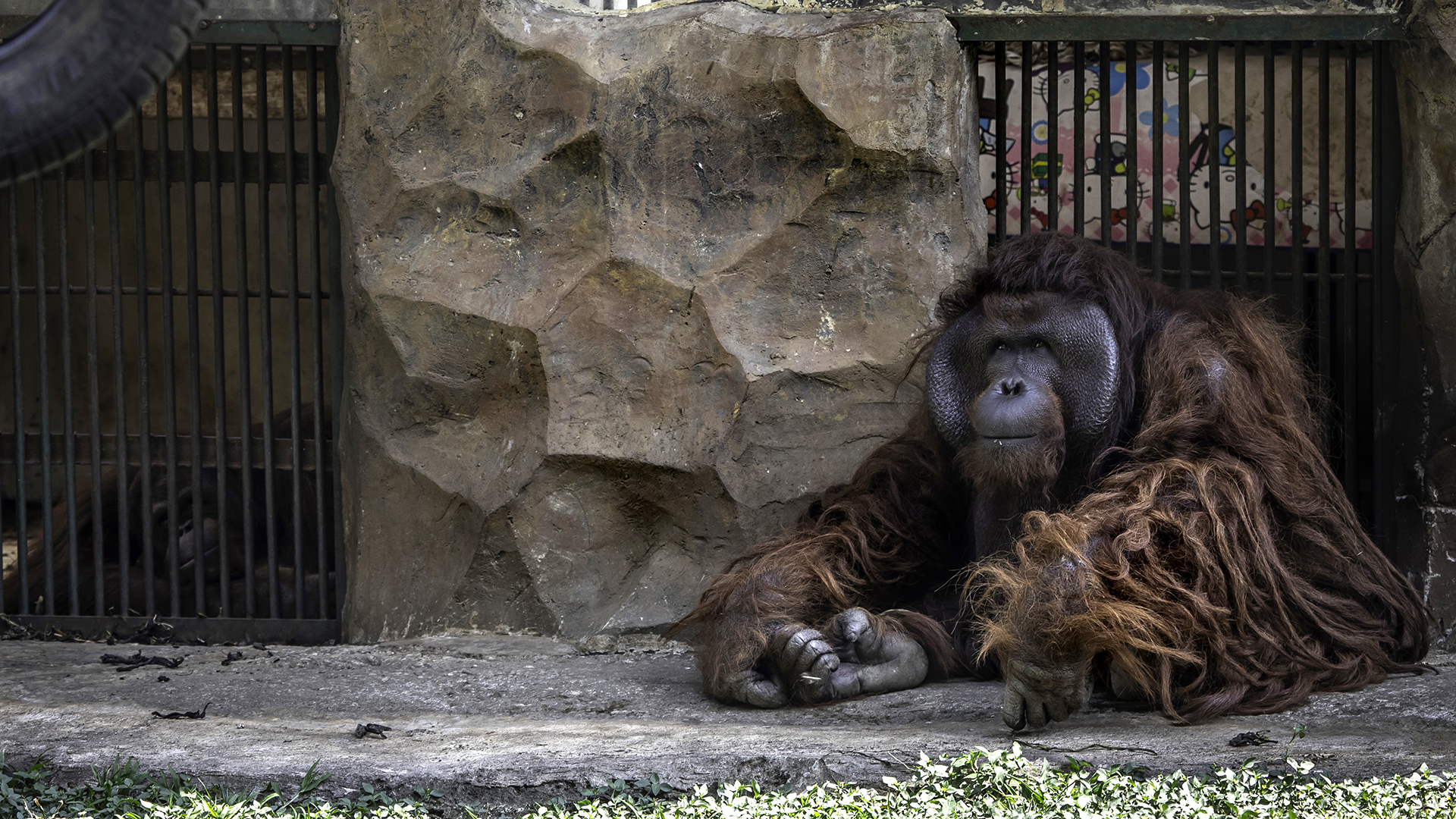 An orangutan sits on the floor of a zoo enclosure