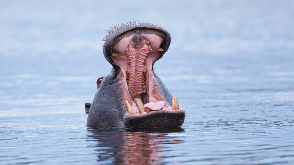 A hippo raises its head above water with mouth wide open showing its teeth