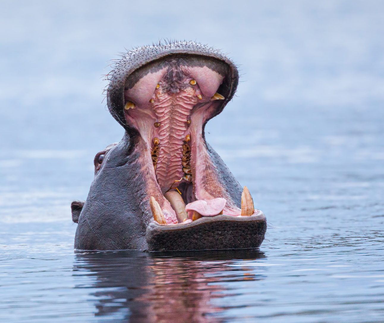 A hippo raises its head above water with mouth wide open showing its teeth