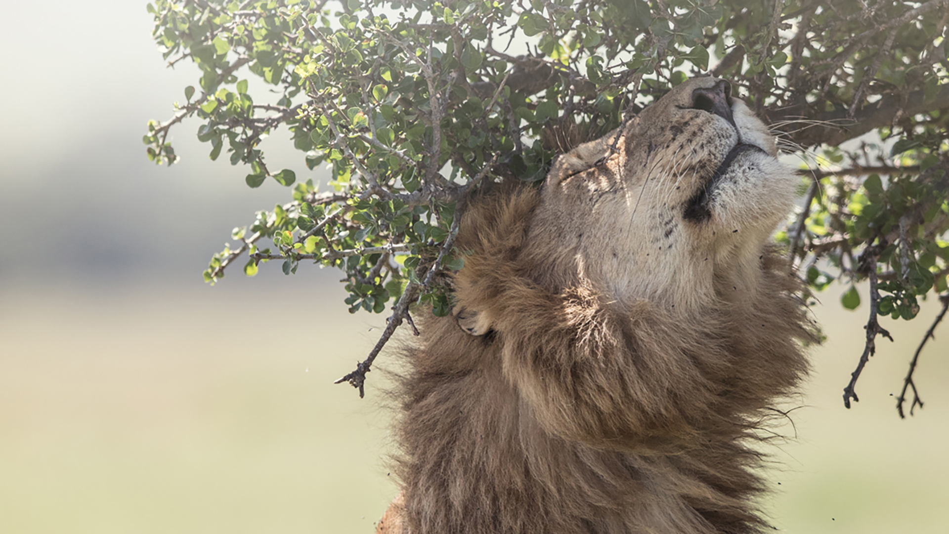 A lion leans up to sniff an overhanging tree branch