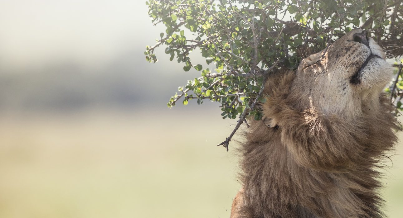 A lion leans up to sniff an overhanging branch