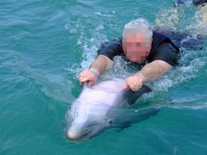 A man in a pool being pulled along in the water by holding onto a dolphin's fins.