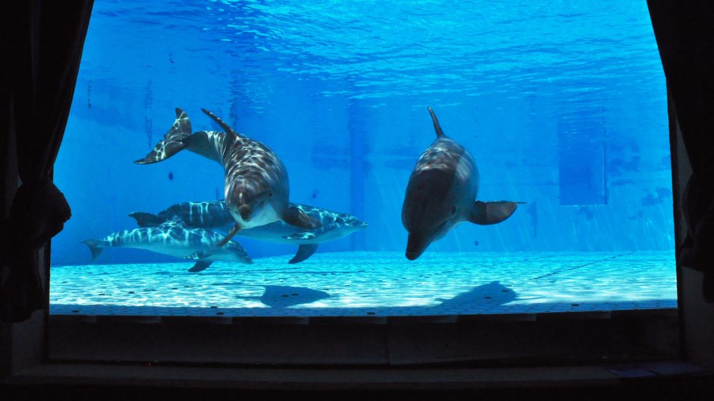 Two dolphins swim in an aquarium tank behind glass