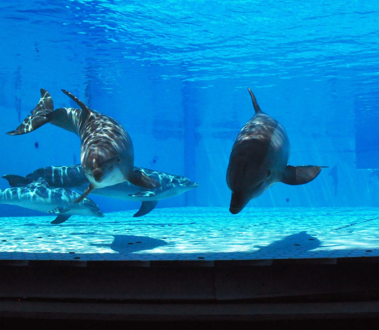 Two dolphins swim in an aquarium tank behind glass