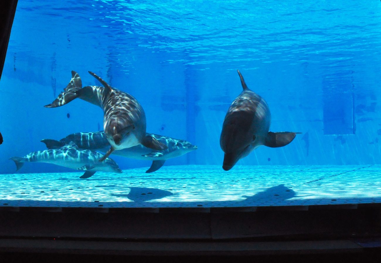 Two dolphins swim in an aquarium tank behind glass