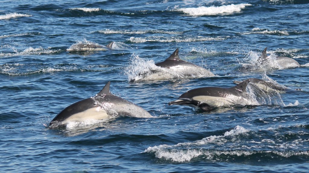 A pod of dolphins swim in the sea