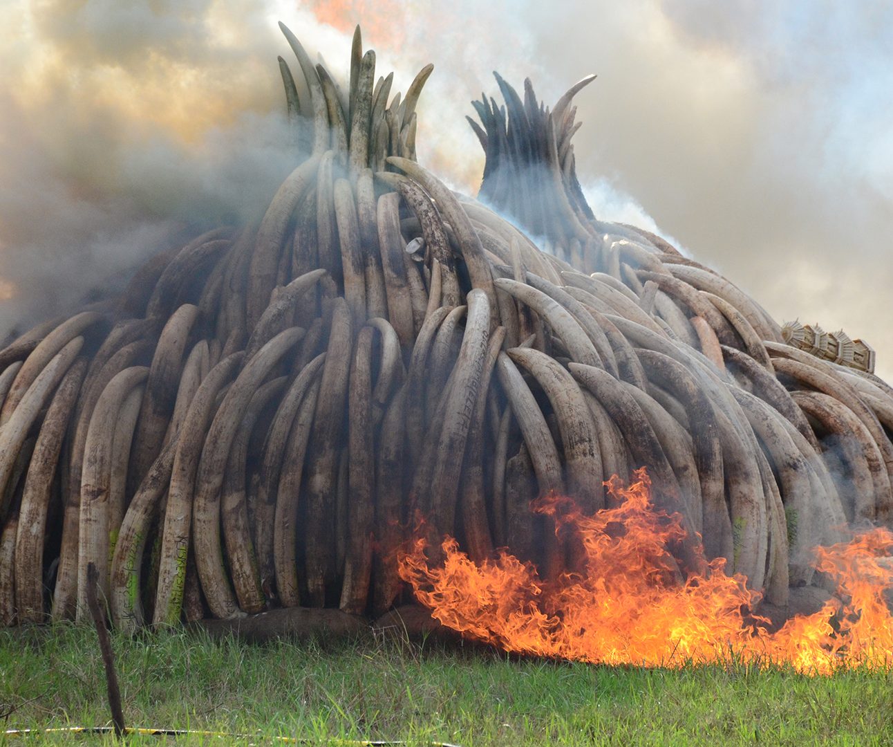 Two piles of elephant ivory tusks being burned