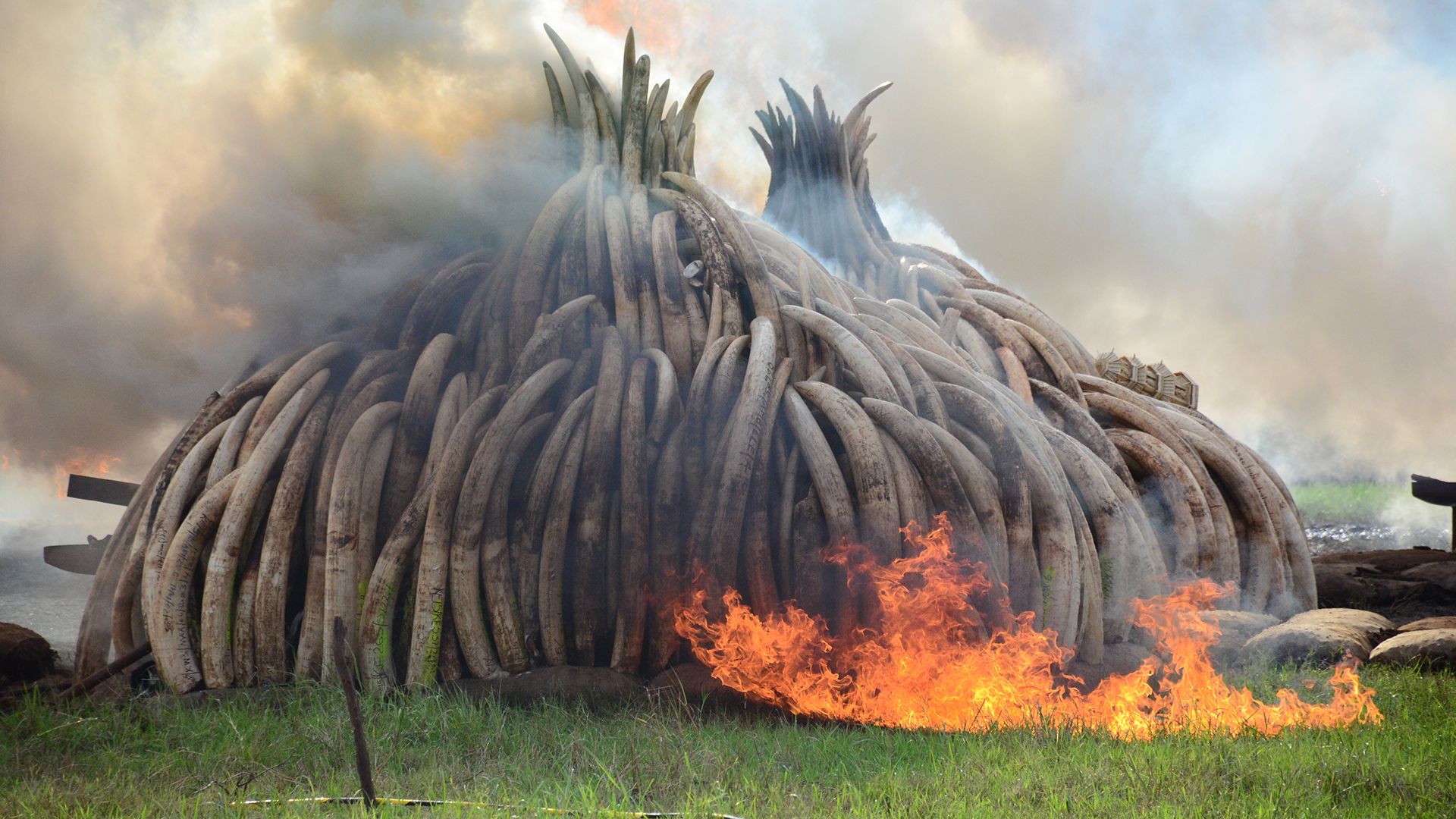 Two piles of elephant ivory tusks being burned