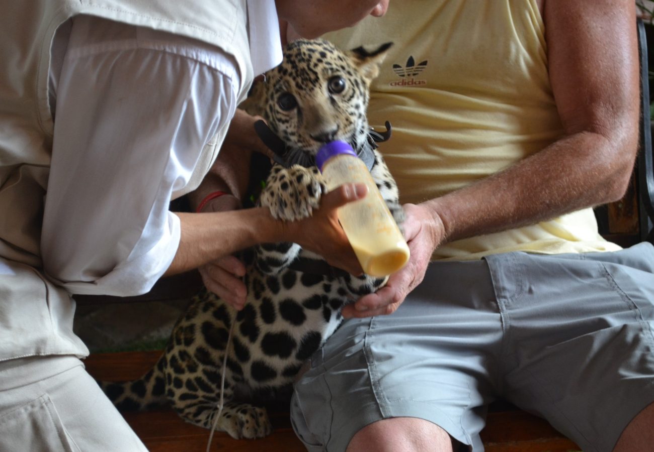 Two people bottle feeding a jaguar cub which has a collar around its neck.