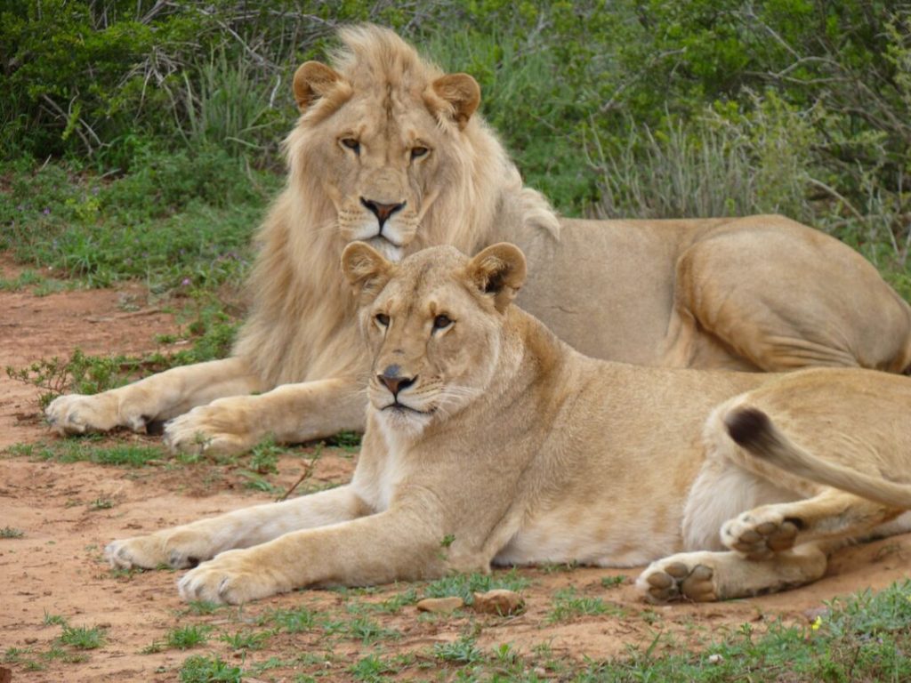 Lions King, a male, and Thea, a female, lying on the ground together