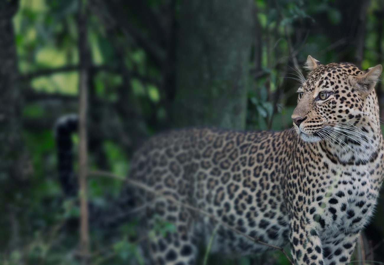 A leopard standing in woodland