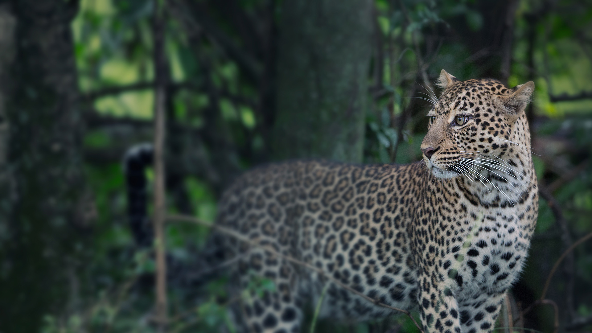 A leopard standing in woodland