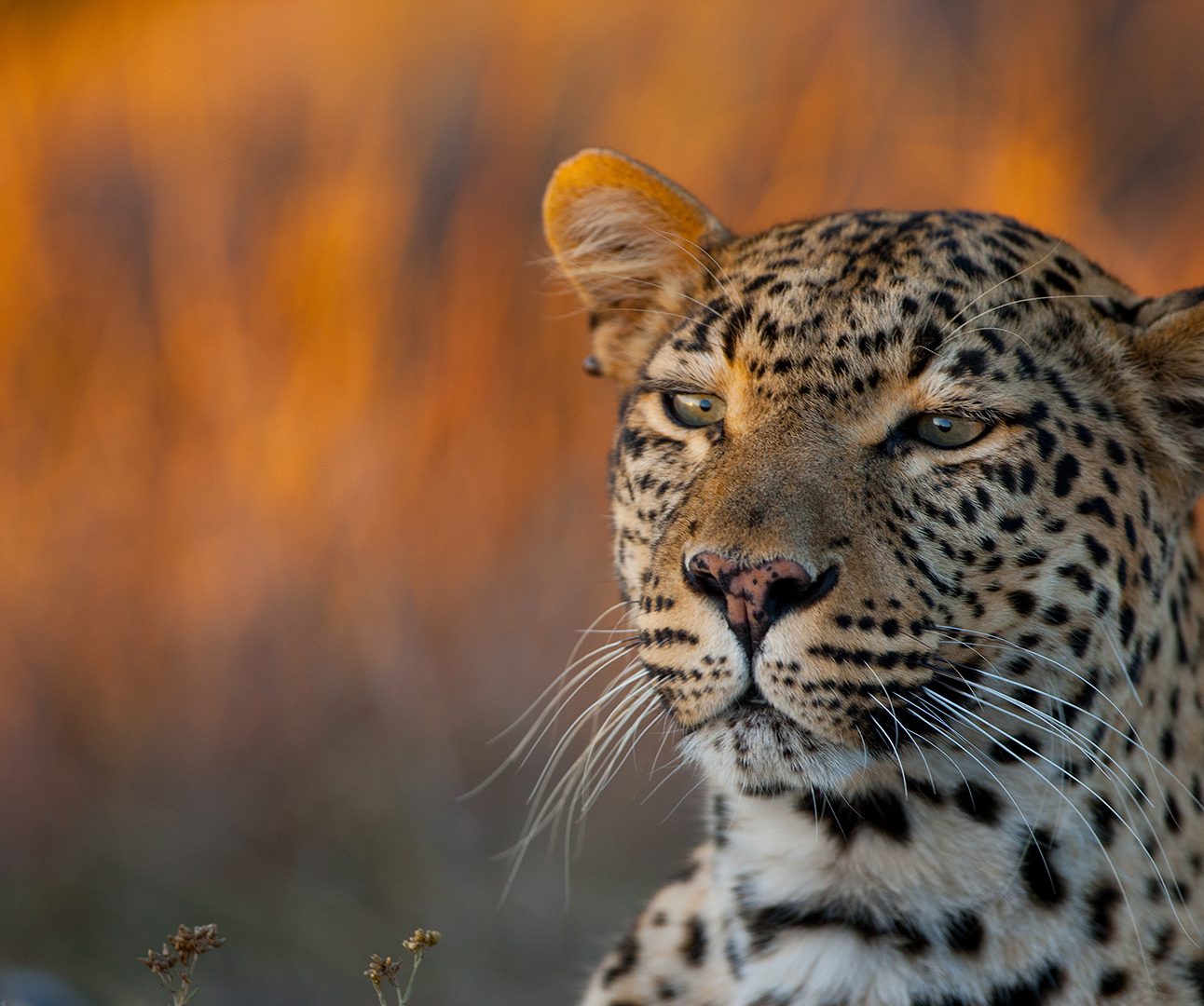 A close-up portrait of a leopard, with orange grasses in the background