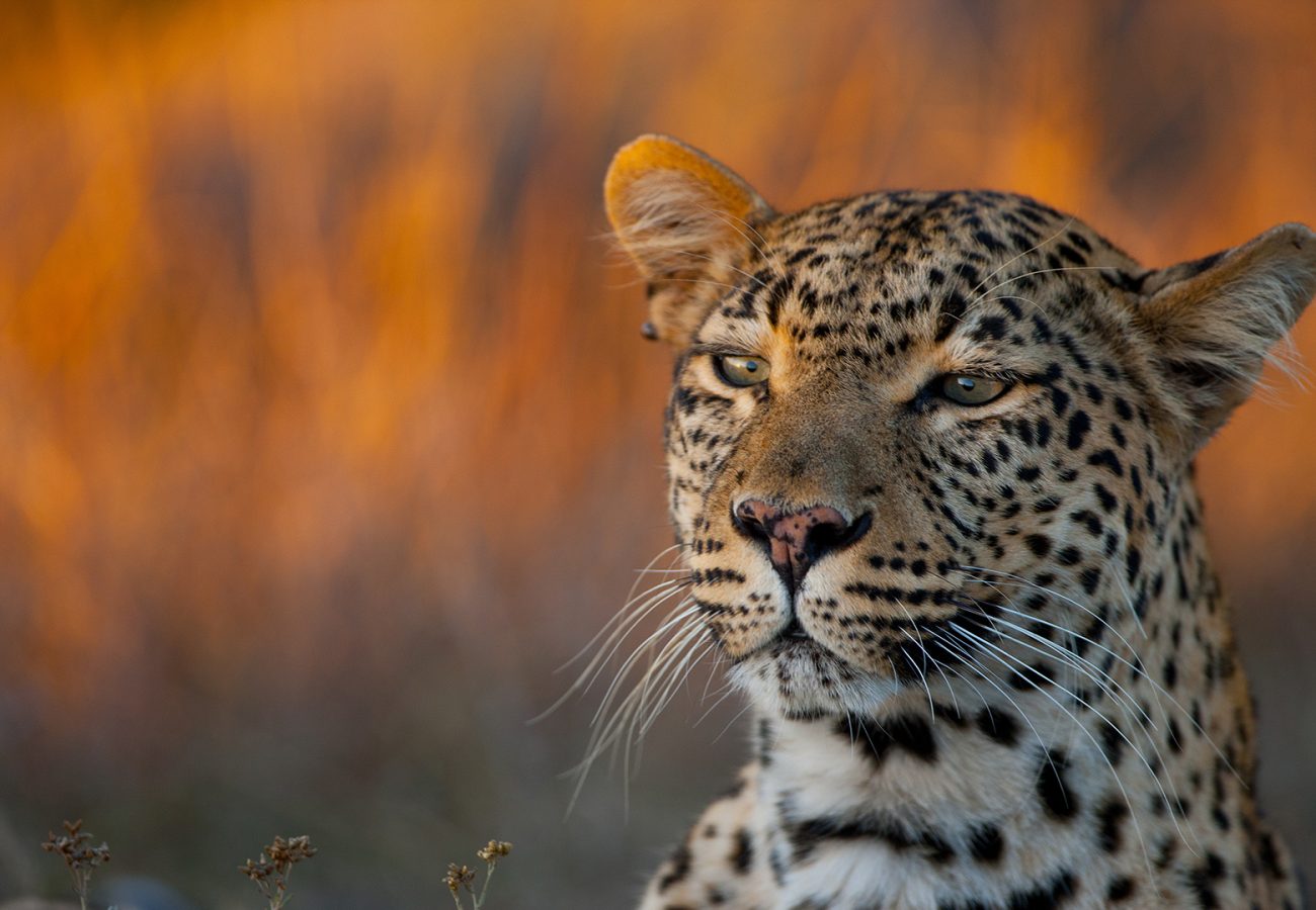A close-up portrait of a leopard, with orange grasses in the background