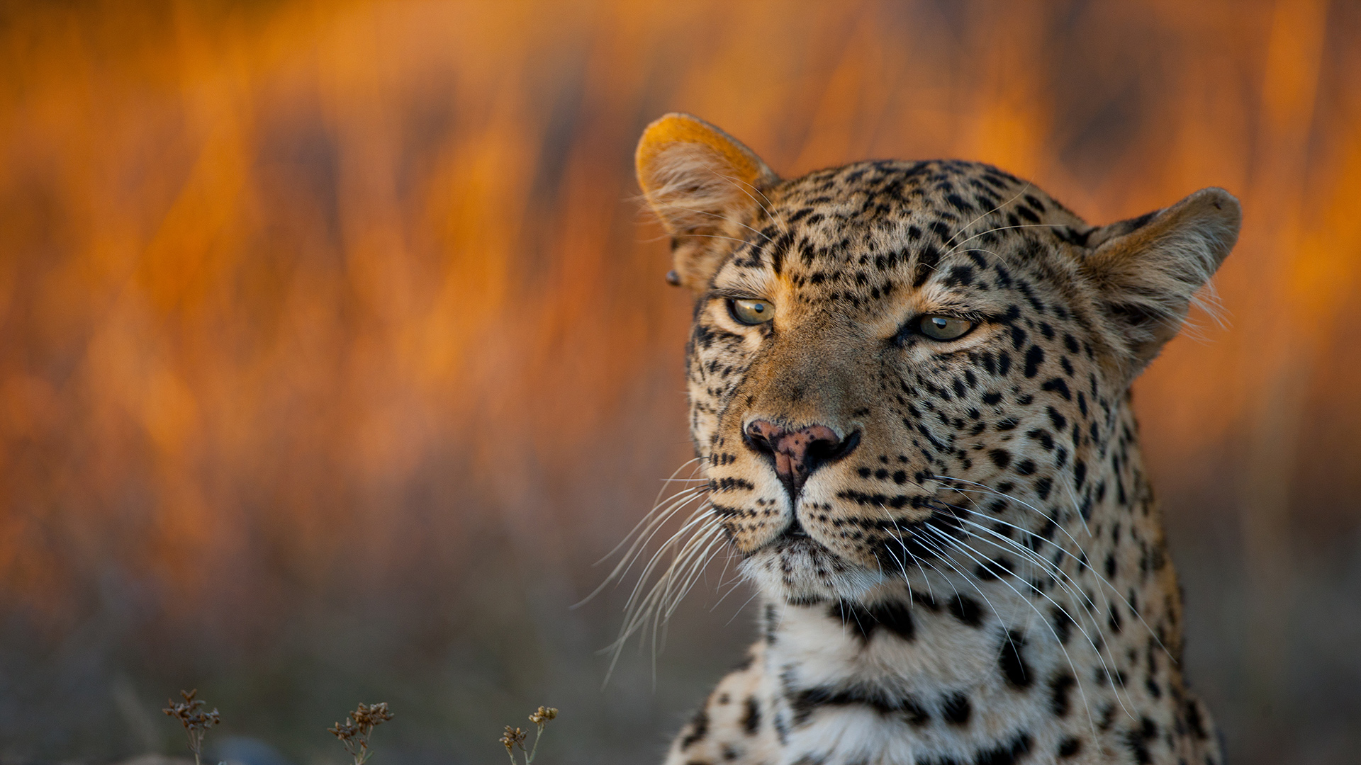 A close-up portrait of a leopard, with orange grasses in the background