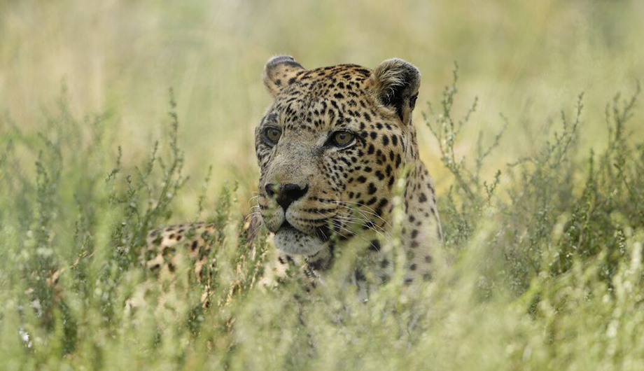 Leopard  African Wildlife Foundation