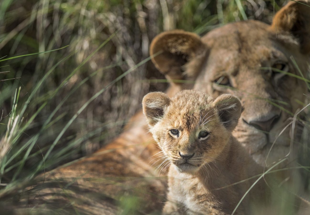 Adopt shop a lion