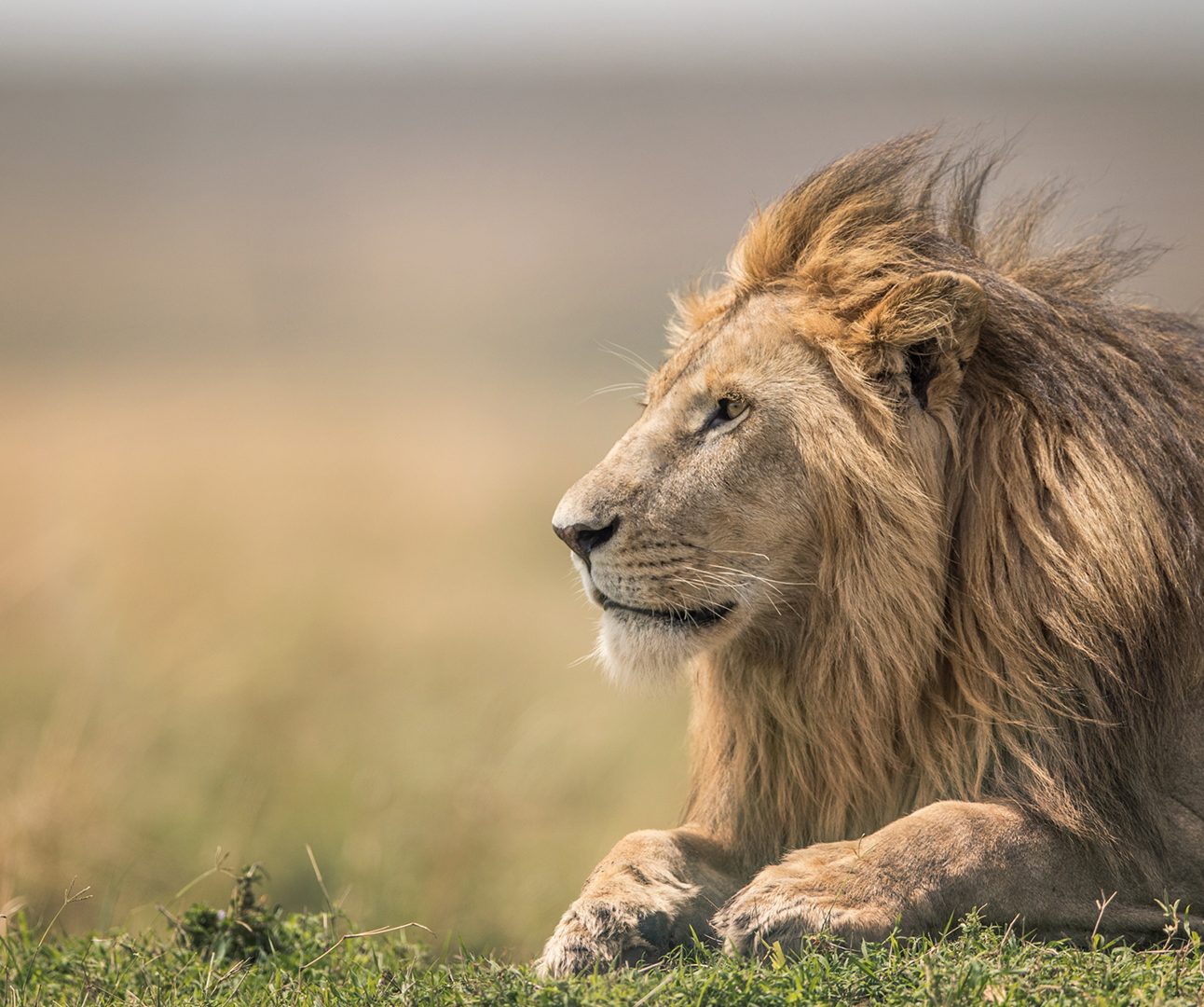 A male lion lying on the savannah with the wind blowing his mane