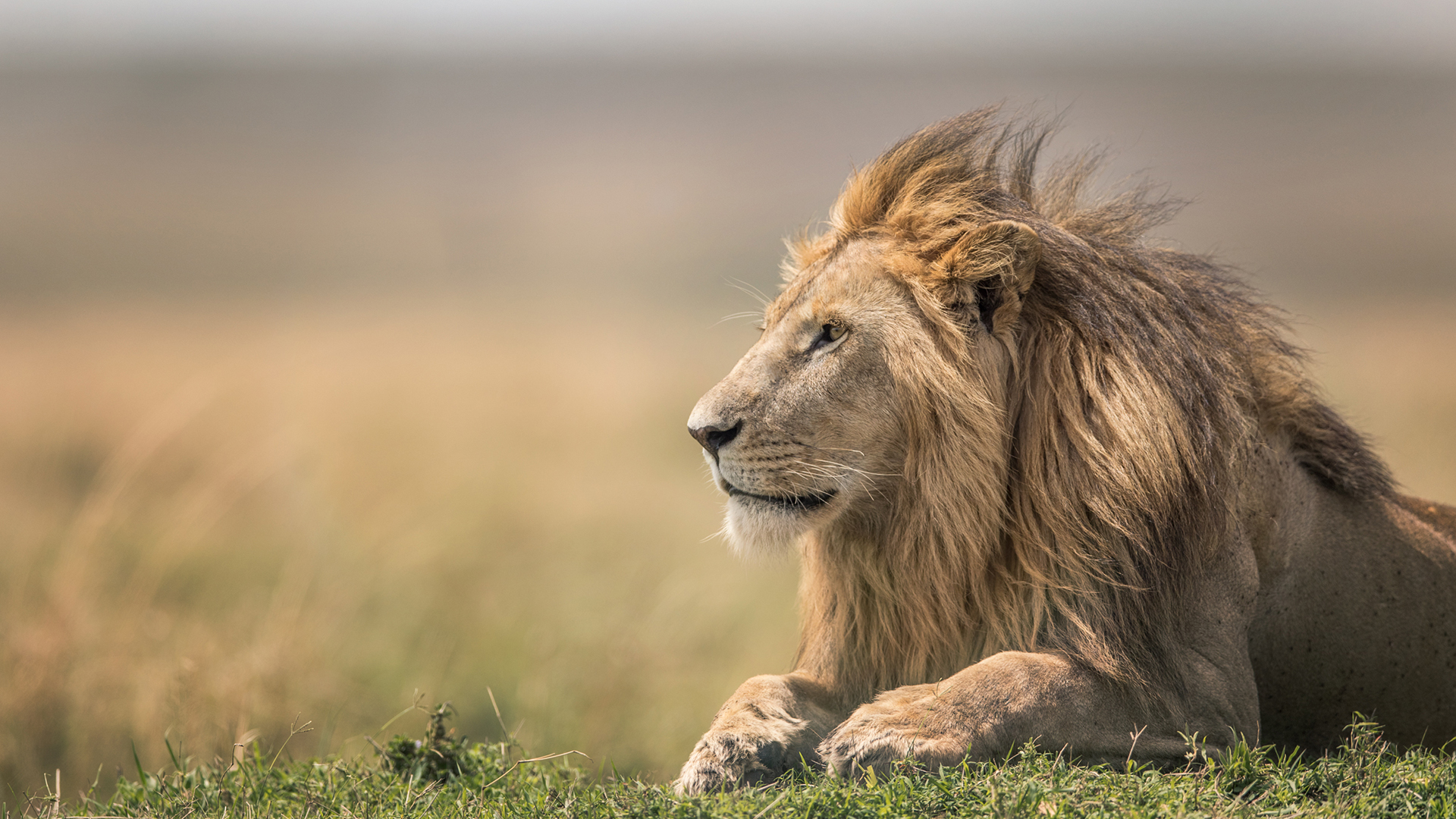 A male lion lying on the savannah with the wind blowing his mane