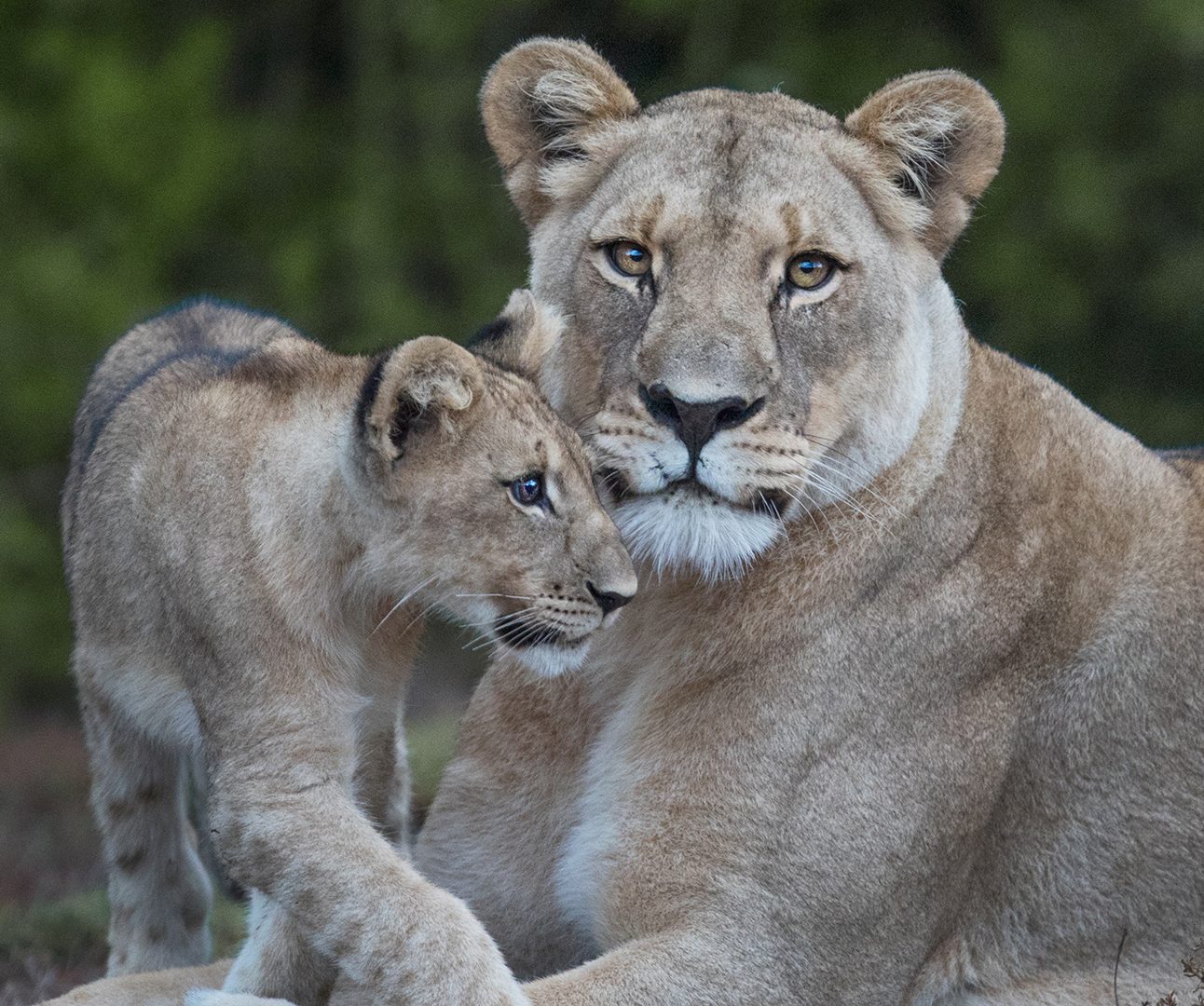 A lion cub rubs its head against the face of an adult female lion lying on the ground