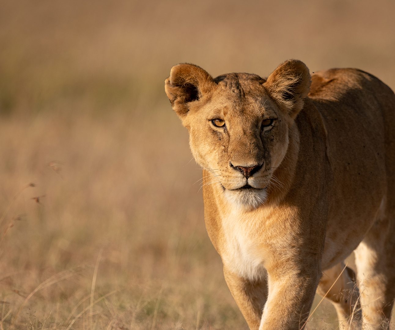 A lioness walks in grass in golden light