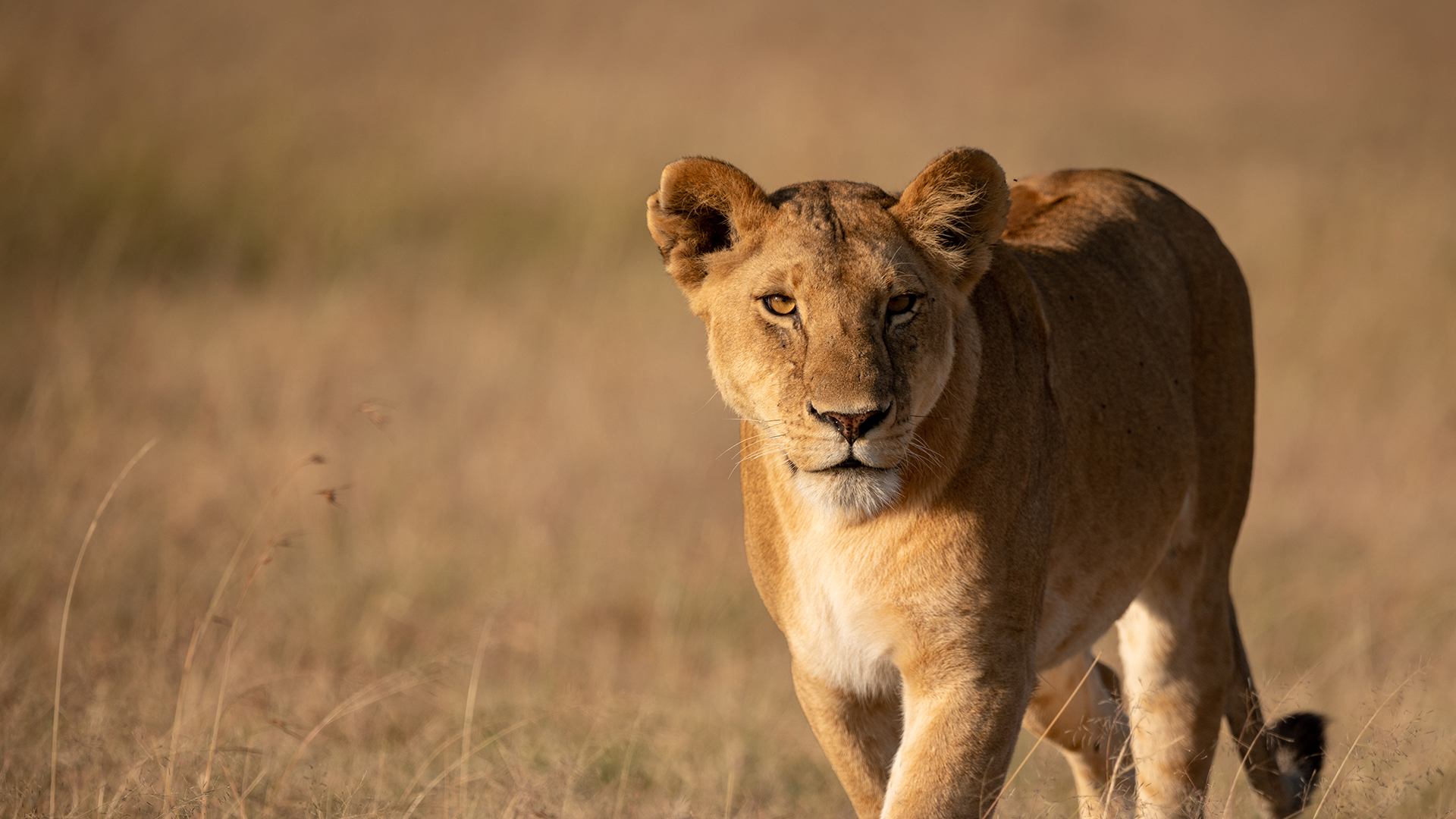 A lioness walks in grass in golden light