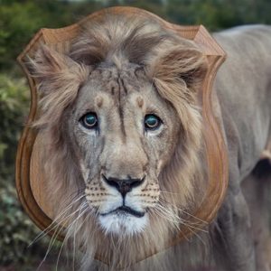 A lion's head mounted as a trophy