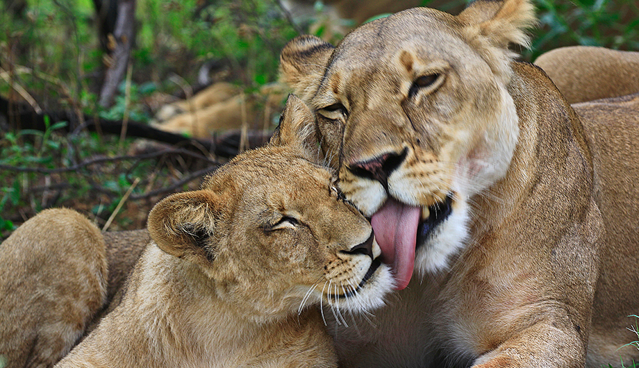 Two female lions - one is licking the face of the other