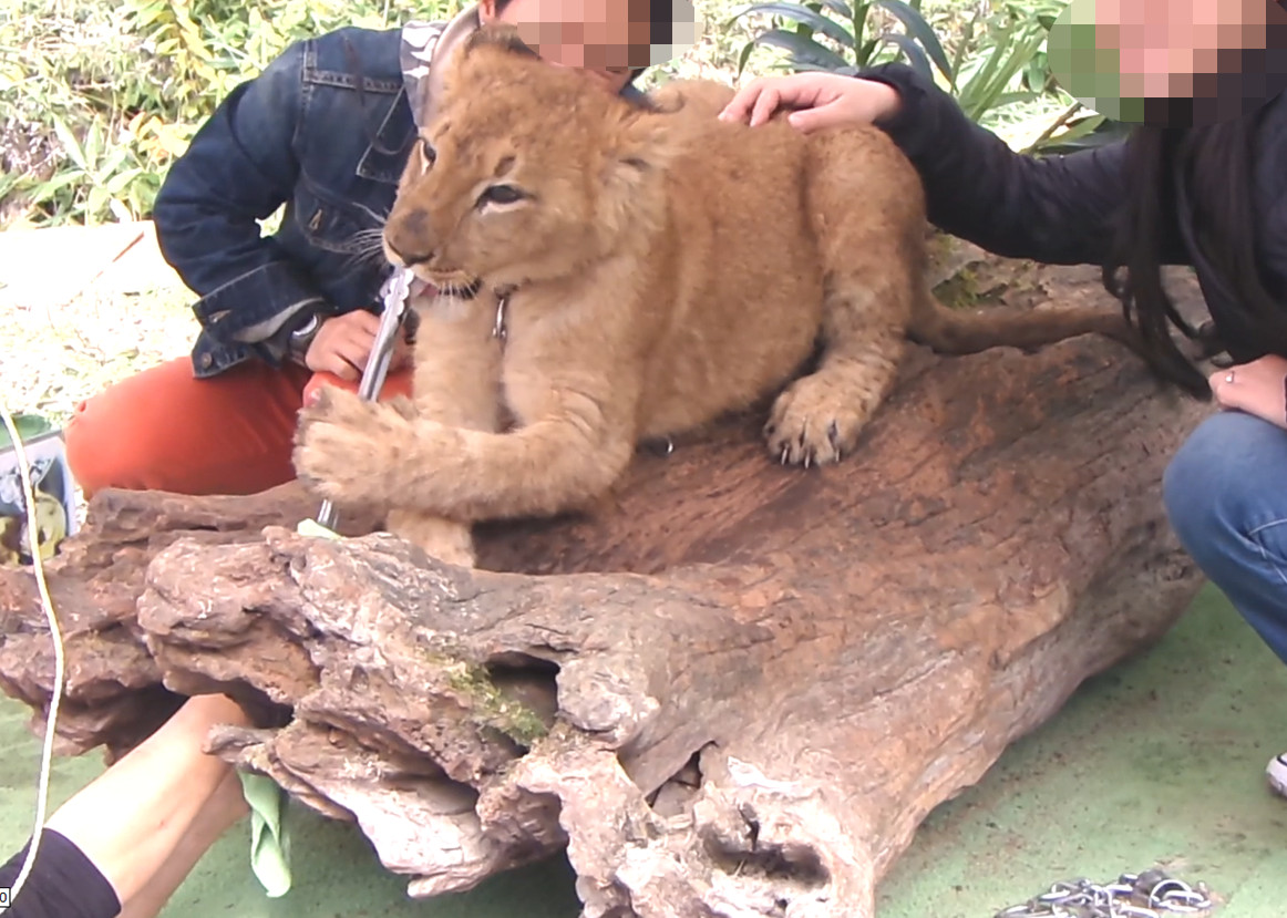 A lion cub sitting on a log and biting a metal tool while people pose with it for photos