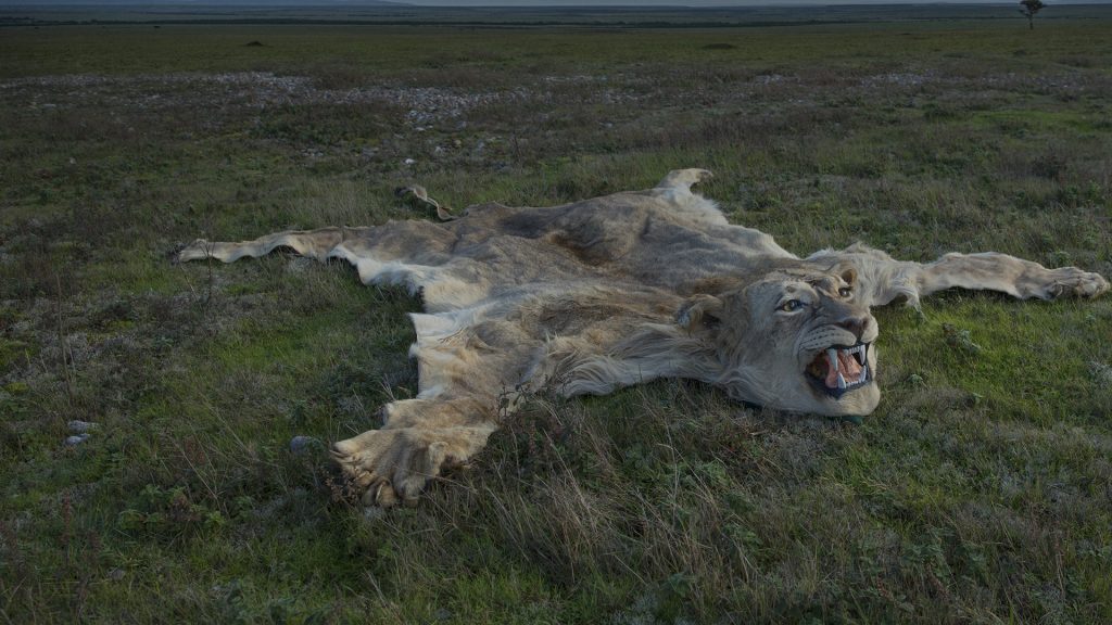 A dead lion turned into a rug is laid out on grass