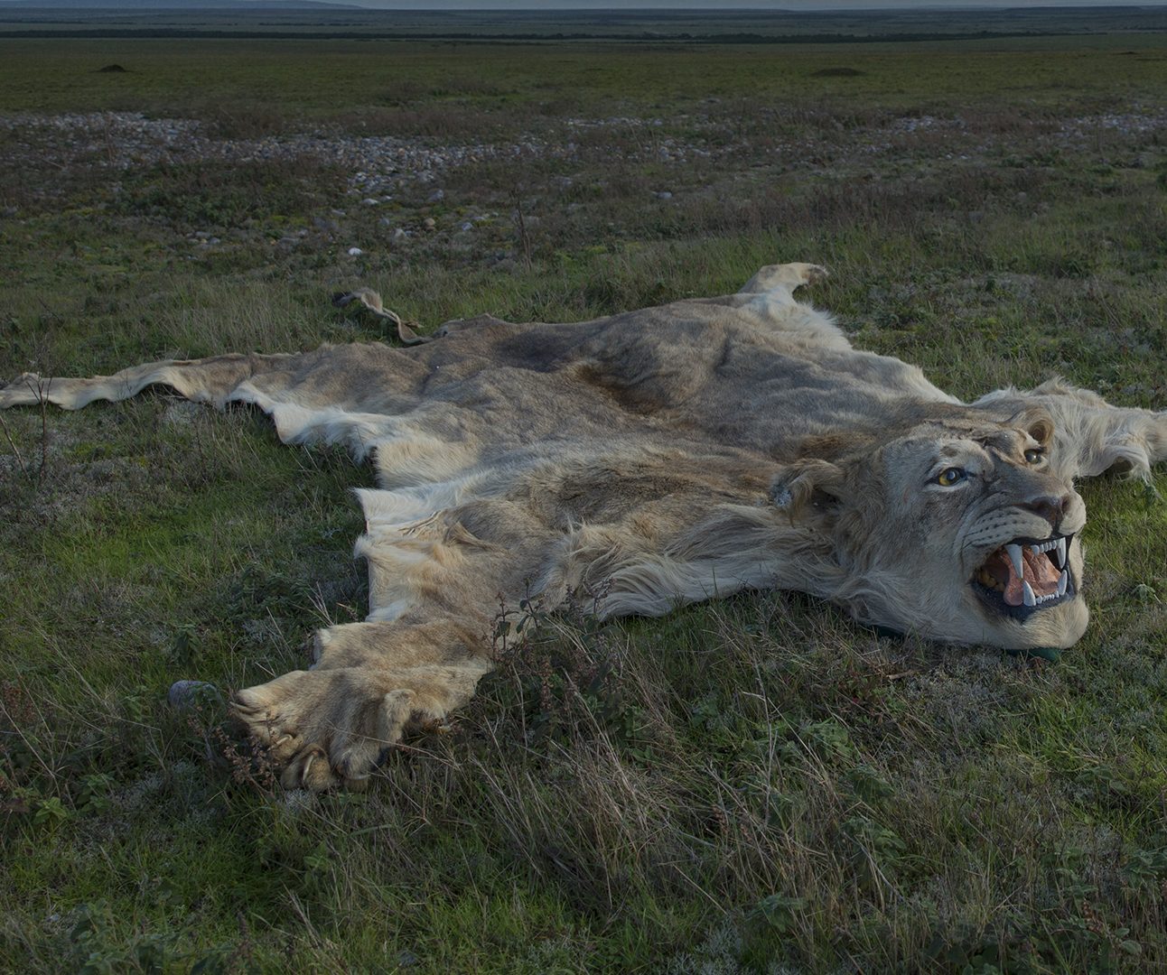 A dead lion turned into a rug is laid out on grass