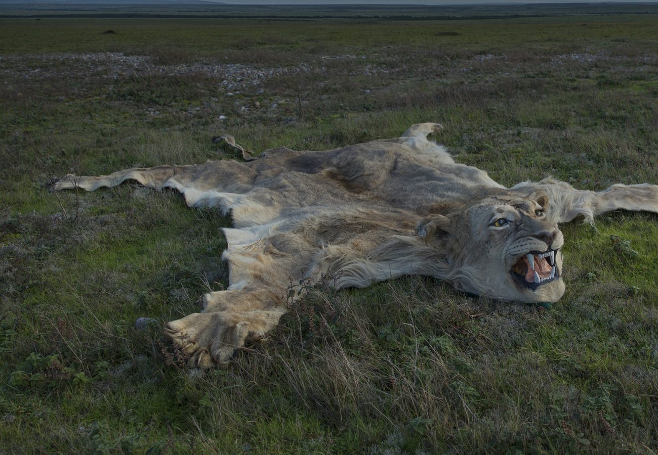 A dead lion turned into a rug is laid out on grass