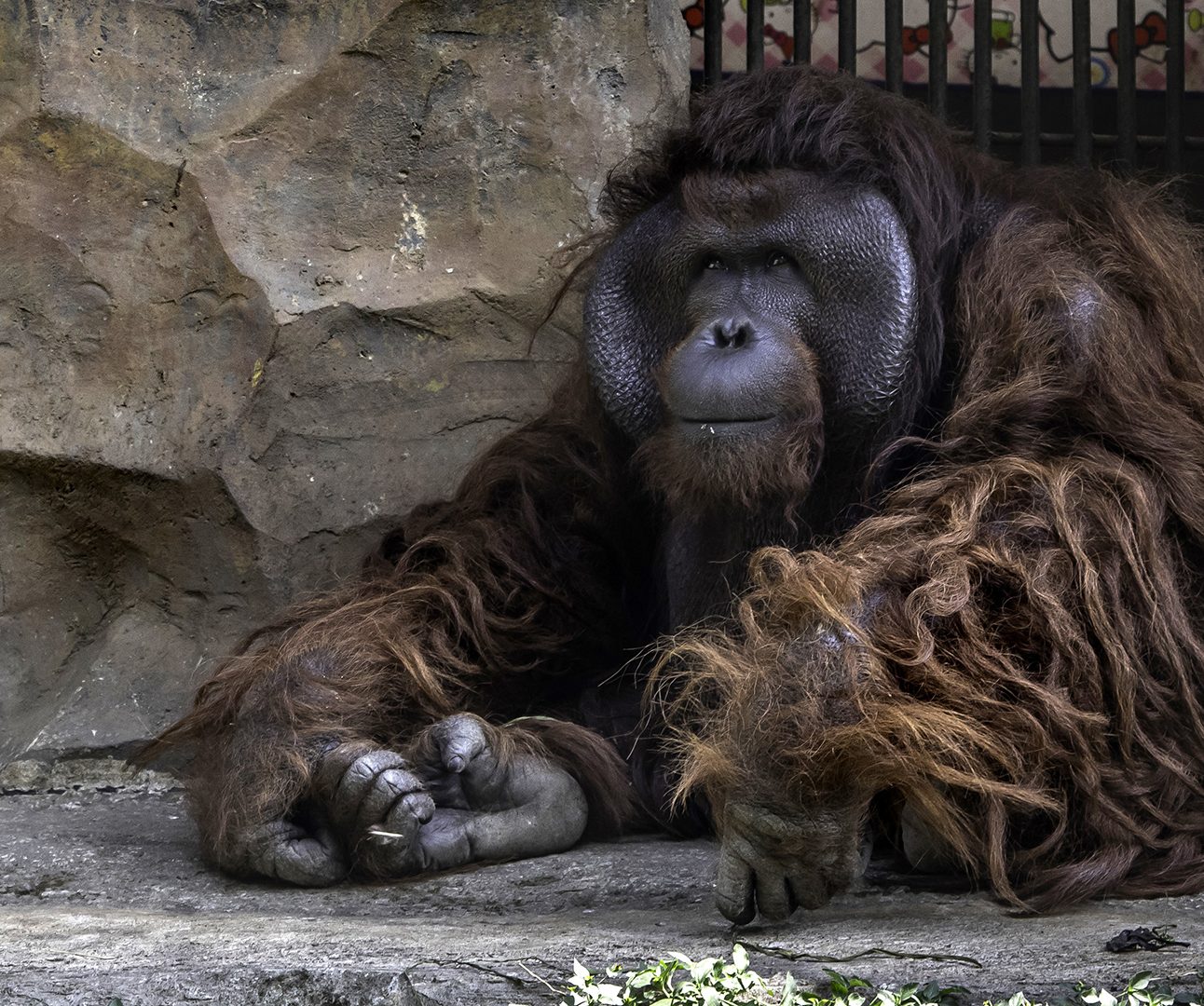 An orangutan sits on the floor of a zoo enclosure