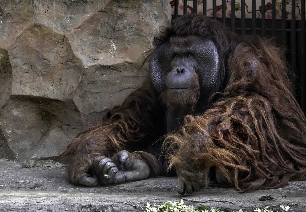 An orangutan sits on the floor of a zoo enclosure