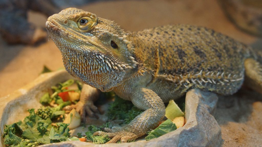 Close up of a bearded dragon sitting on a dish filled with food