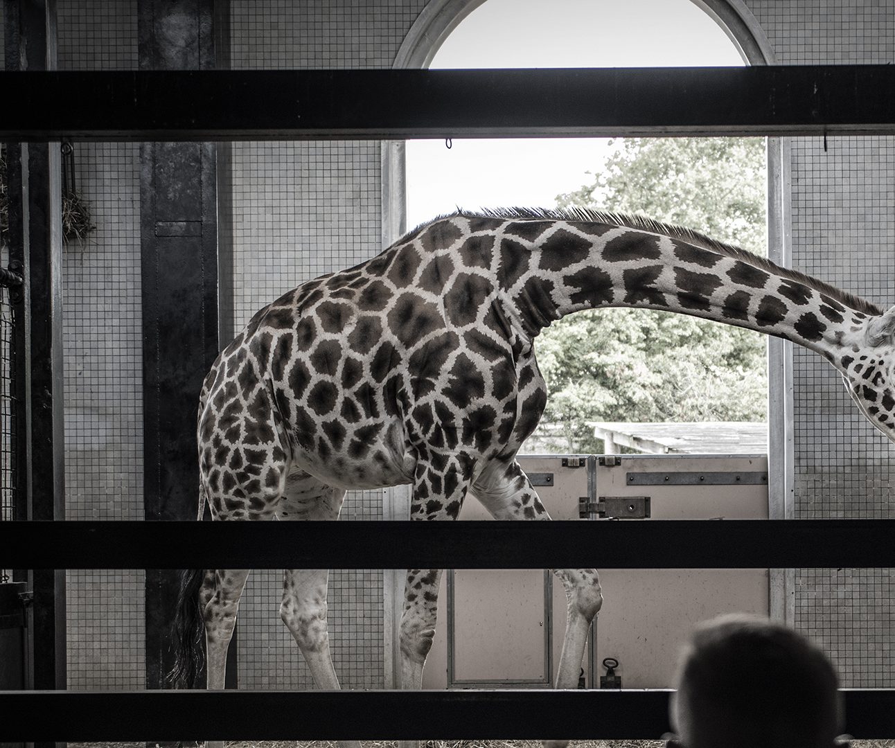 A giraffe is bending over in an indoor zoo enclosure with the photo taken through bars