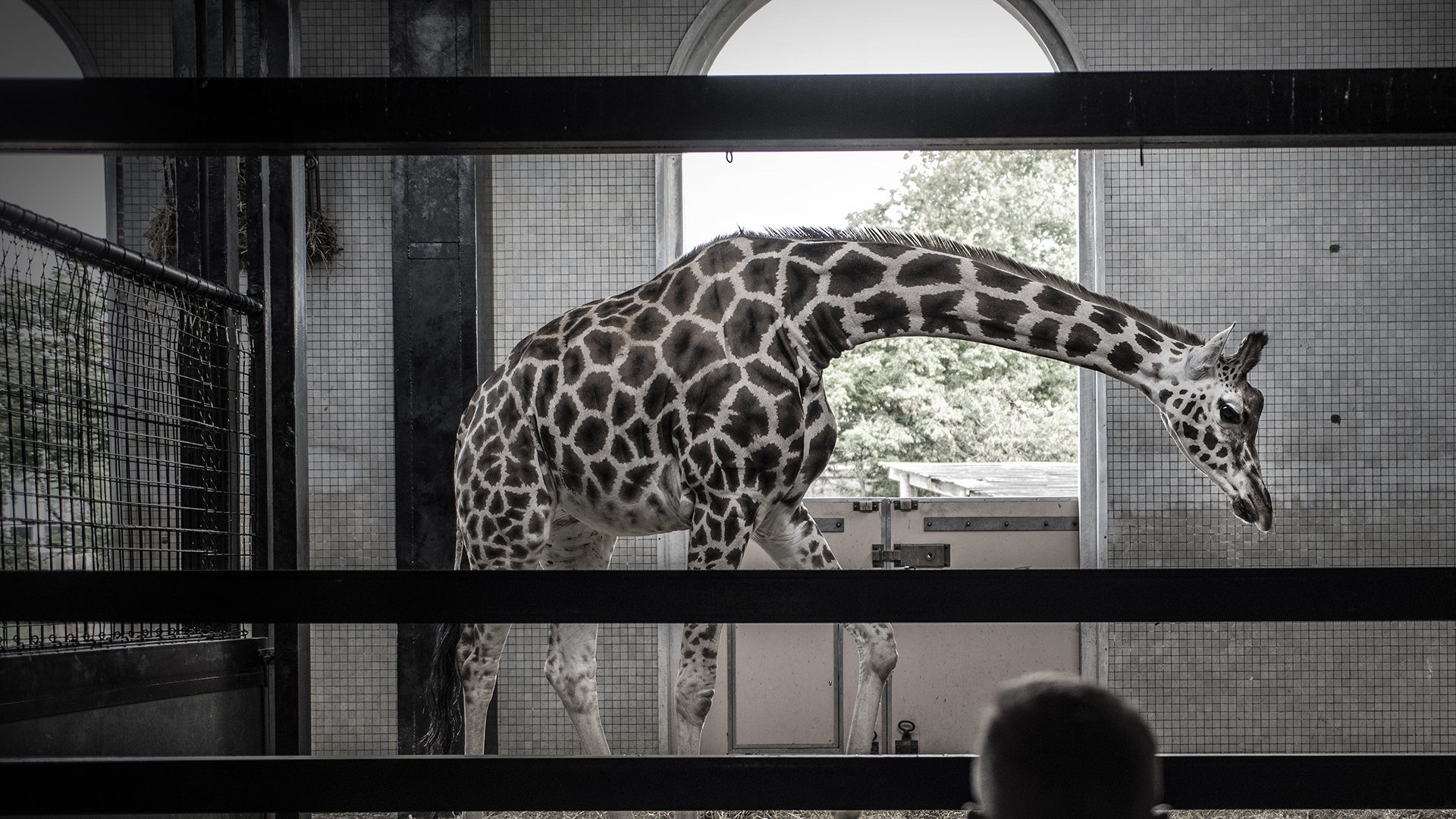 A giraffe is bending over in an indoor zoo enclosure with the photo taken through bars