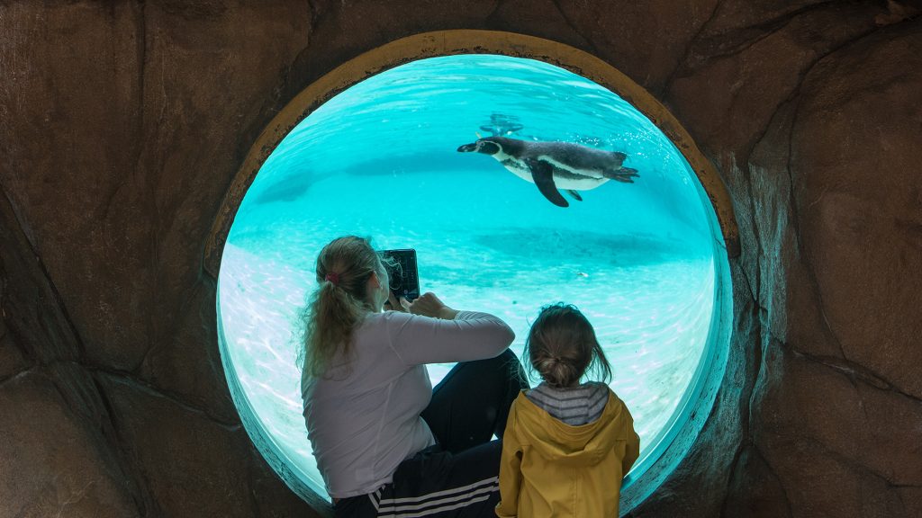 An adult and child watch a penguin swimming through a round window at a zoo