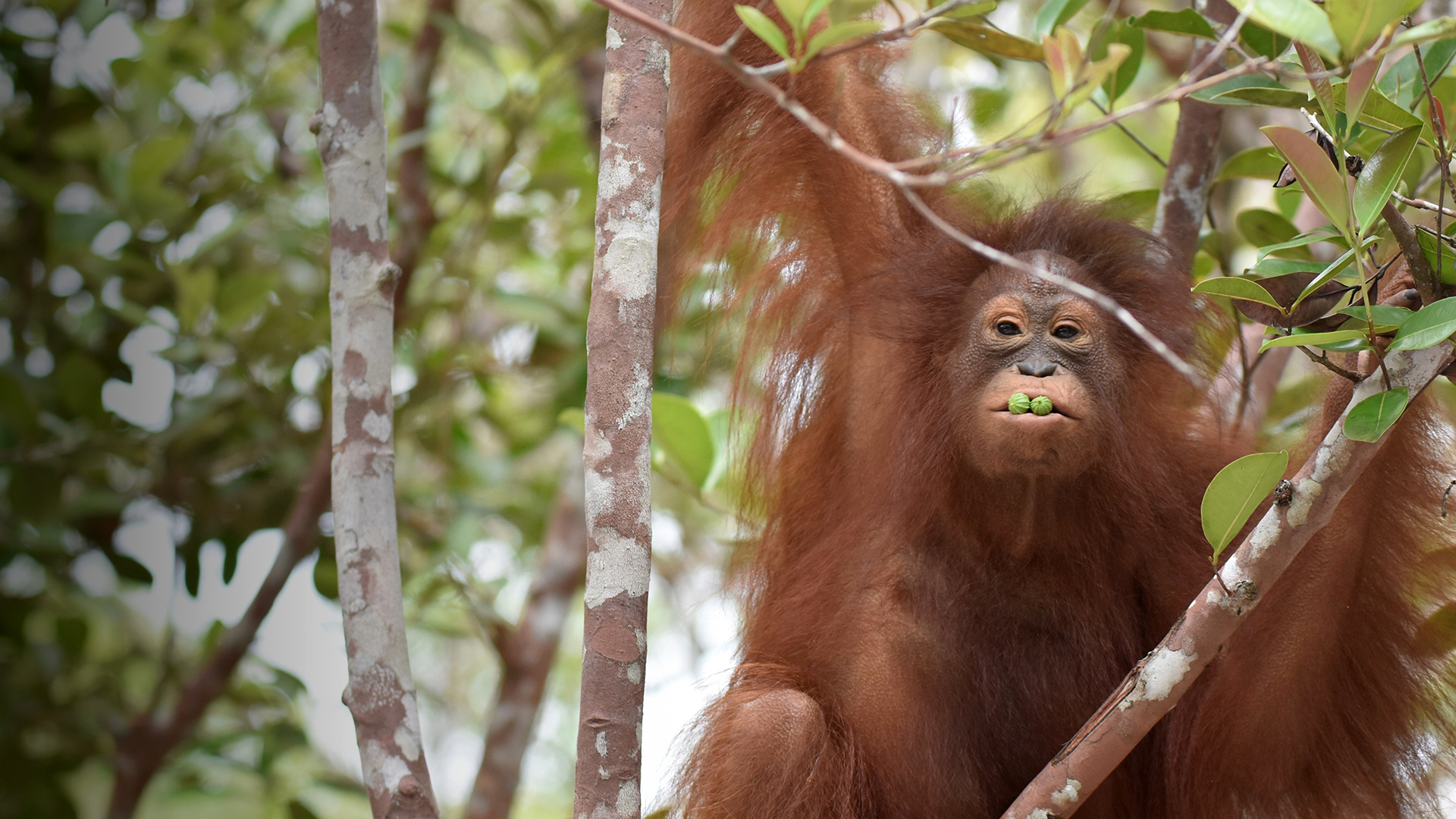 Timtom the orangutan eating berries