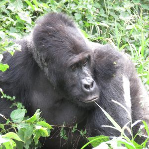 A close up of the head and shoulders of gorilla Mugaruka