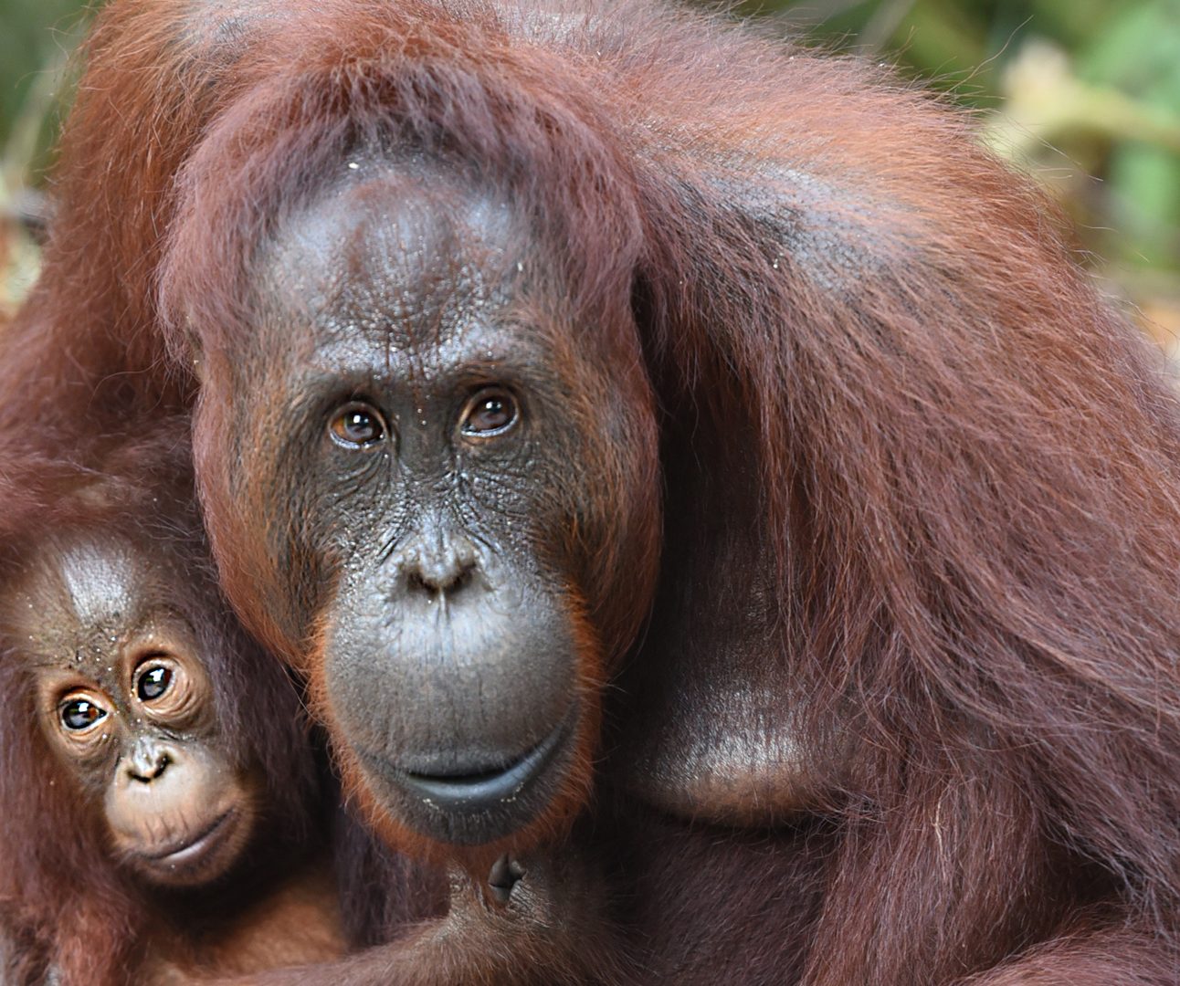 Close up of an adult orangutan cuddling a baby orangutan in the forest