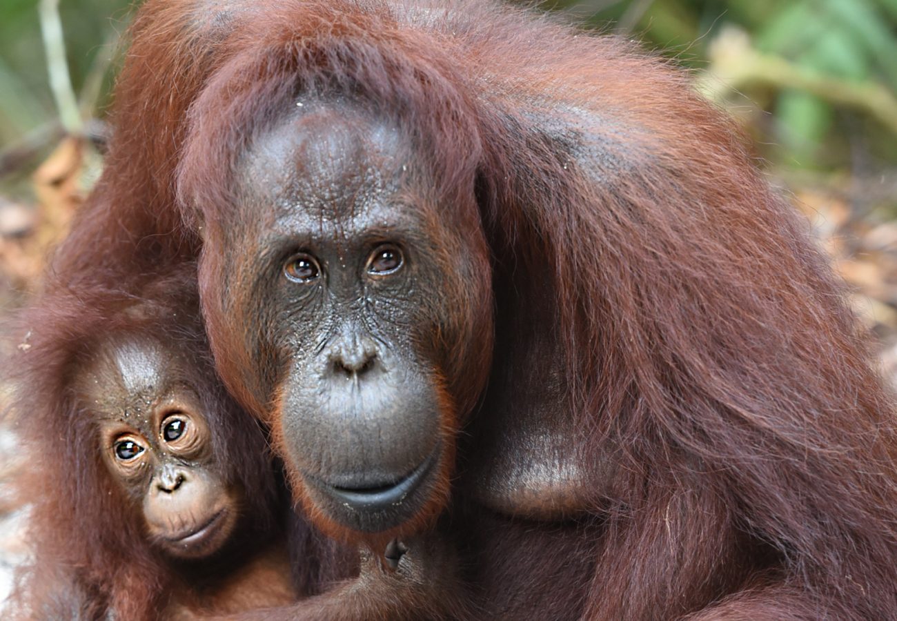 Close up of an adult orangutan cuddling a baby orangutan in the forest