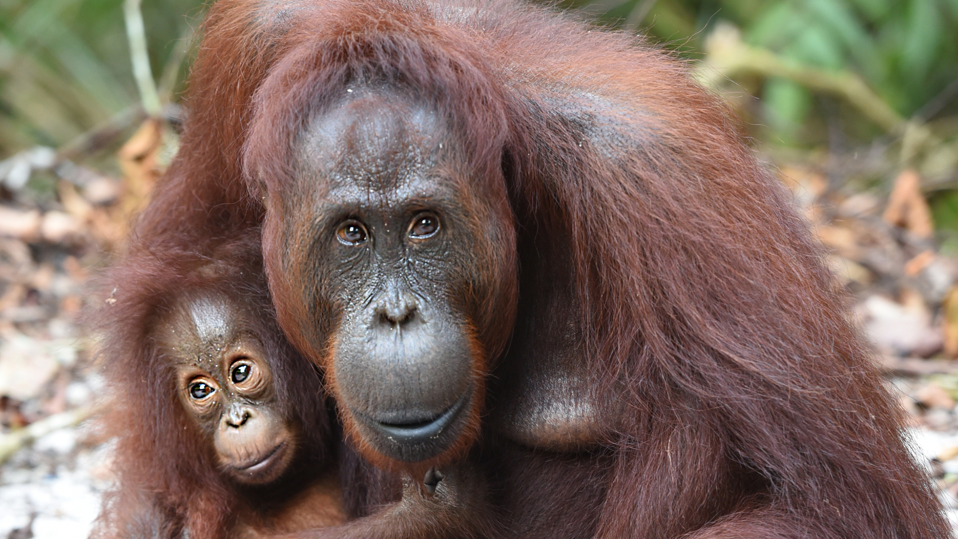 Orangutan Conservation | Help Save The Orangutans - Born Free