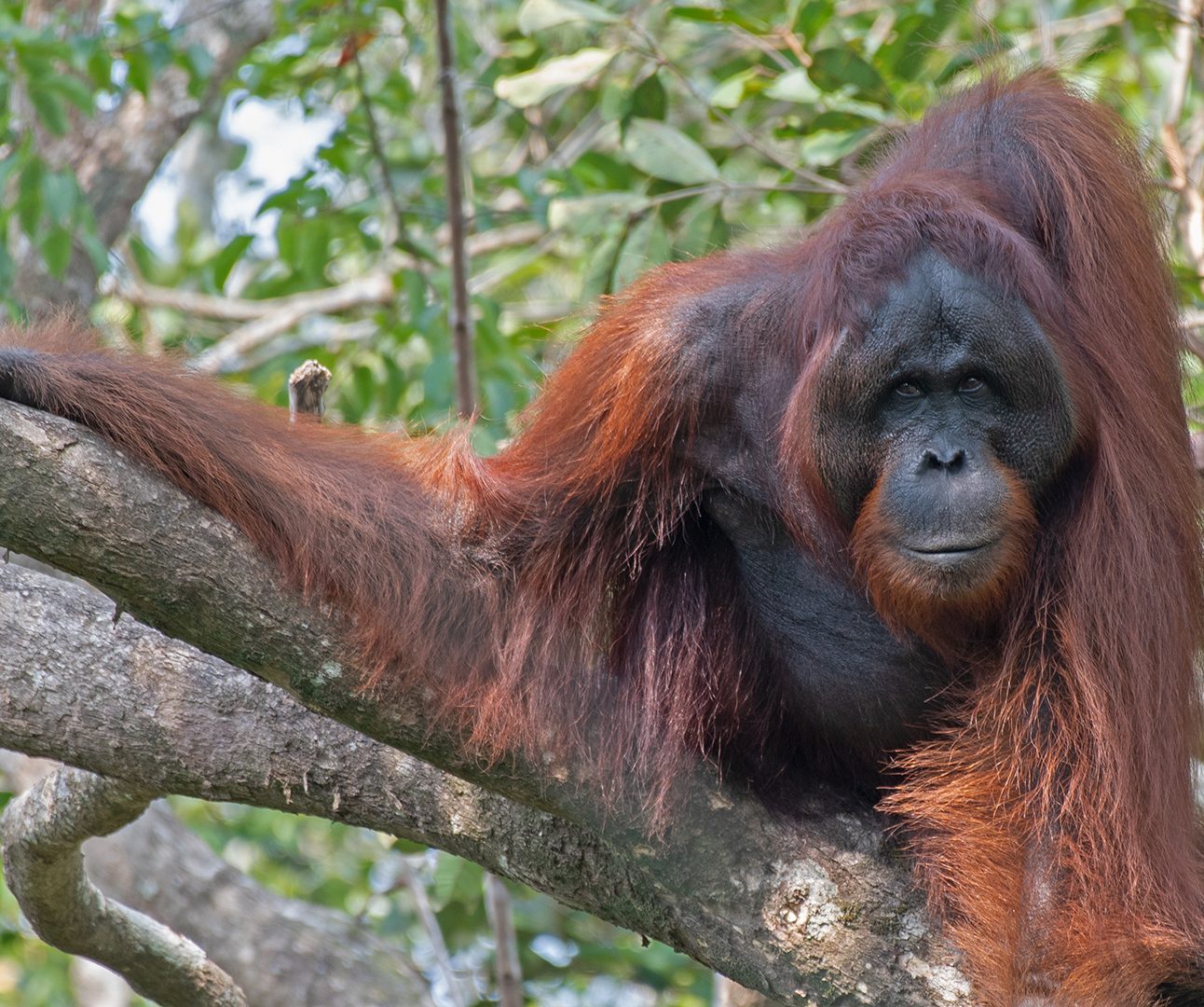 An adult orangutan sits on a tree branch with one arm outstretched