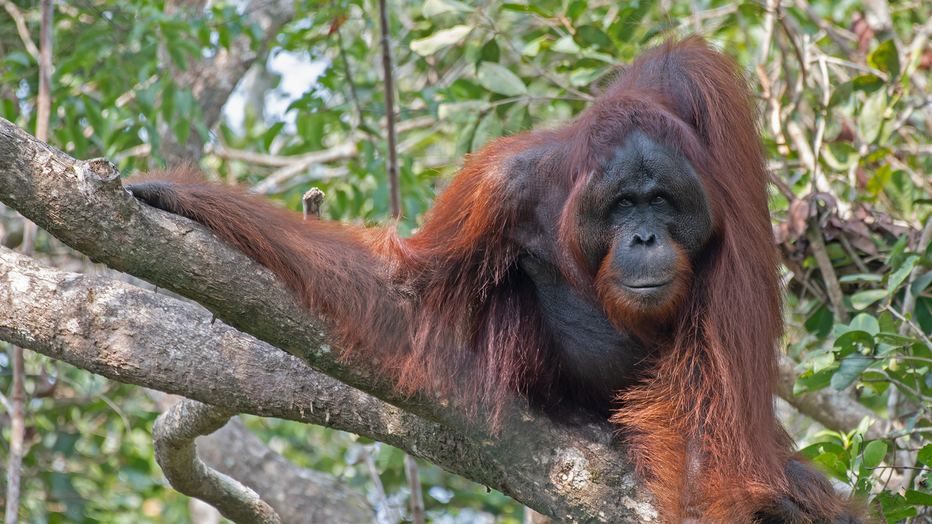 An adult orangutan sits on a tree branch with one arm outstretched