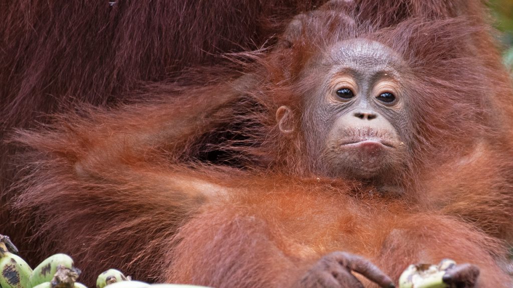 A baby orangutan reclining against its mother