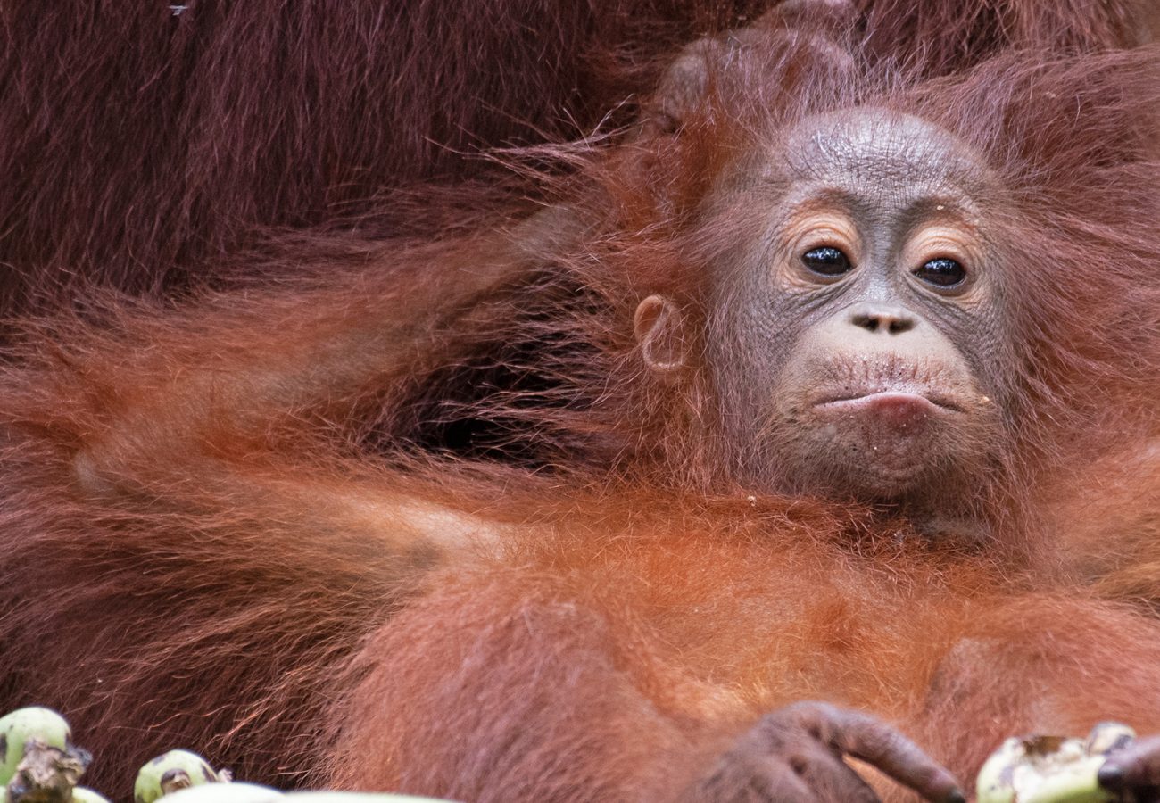 Orangutan monkey for sales sale