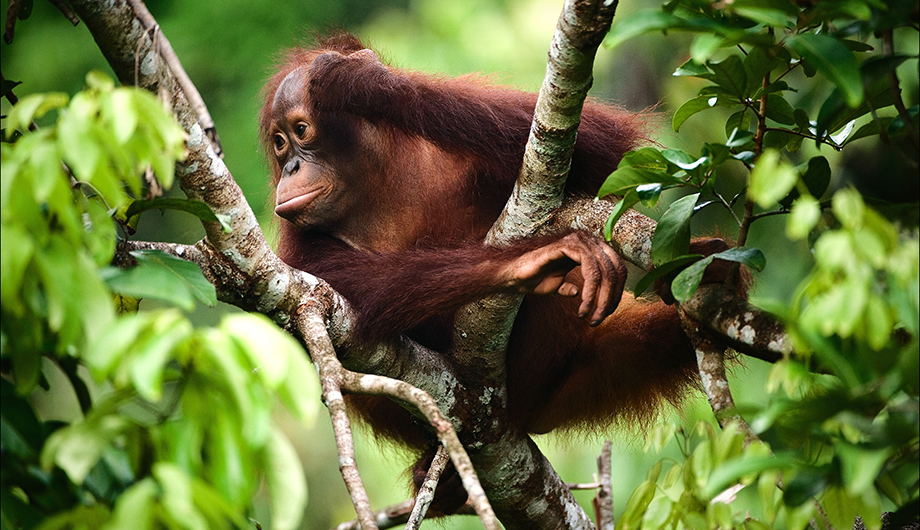 An orangutan sitting on the branches of a tree